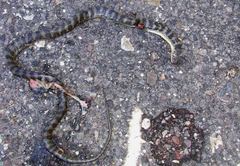 Tantalophis discolor