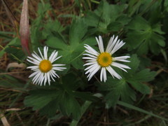 Symphyotrichum bracteolatum