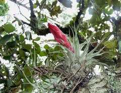 Tillandsia macdougallii