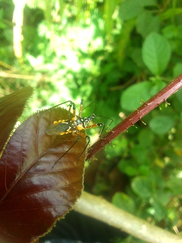 Cosmolestes pictus