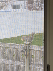 Sciurus carolinensis pennsylvanicus