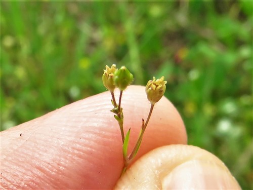 Image of Sagina decumbens by (c) Annika Lindqvist, some rights reserved (CC BY)