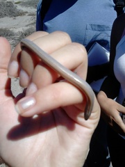 Anniella geronimensis