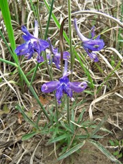 Delphinium carolinianum