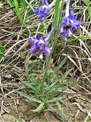 Delphinium carolinianum