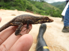 Anolis vittigerus