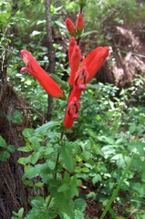 Lamourouxia rhinanthifolia