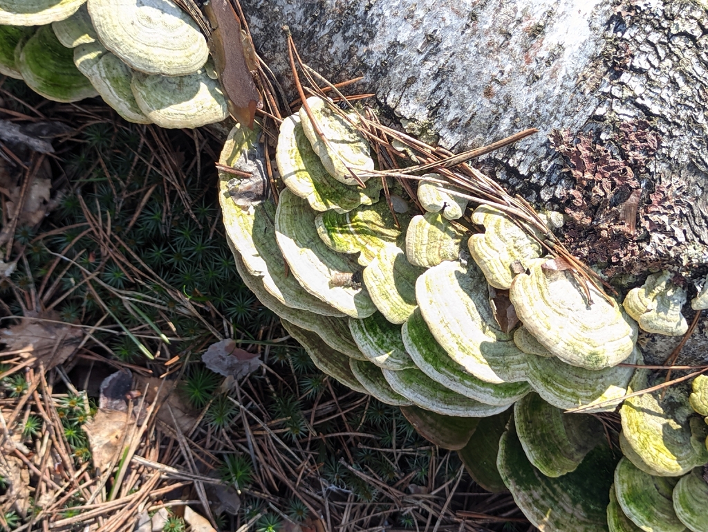 Trametes hirsuta · April 2026 · photo: © naturalist57011 (iNaturalist, cc-by)