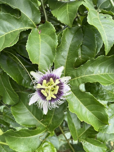 common passionfruit
