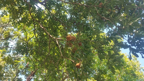 Magonia pubescens, photograph 6
