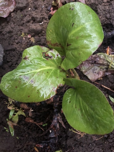 Наблюдение на iNaturalist