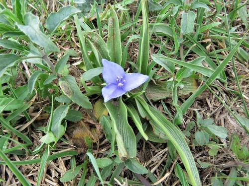 Image of Tradescantia humilis by (c) Annika Lindqvist, some rights reserved (CC BY)