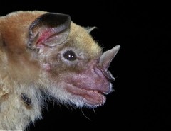 Phyllostomus discolor