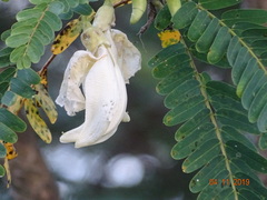 Sesbania grandiflora