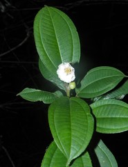 Miconieae