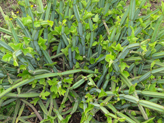 Cissus quadrangularis