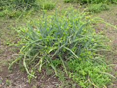 Cissus quadrangularis
