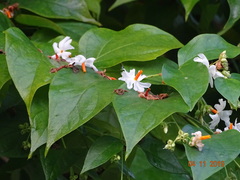 Nyctanthes arbor-tristis