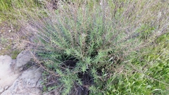 Deinandra minthornii