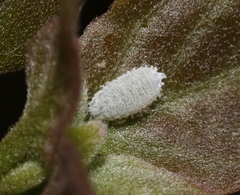 Phenacoccus peruvianus