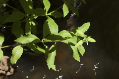 Hylotelephium verticillatum