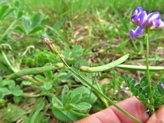 Astragalus leptocarpus