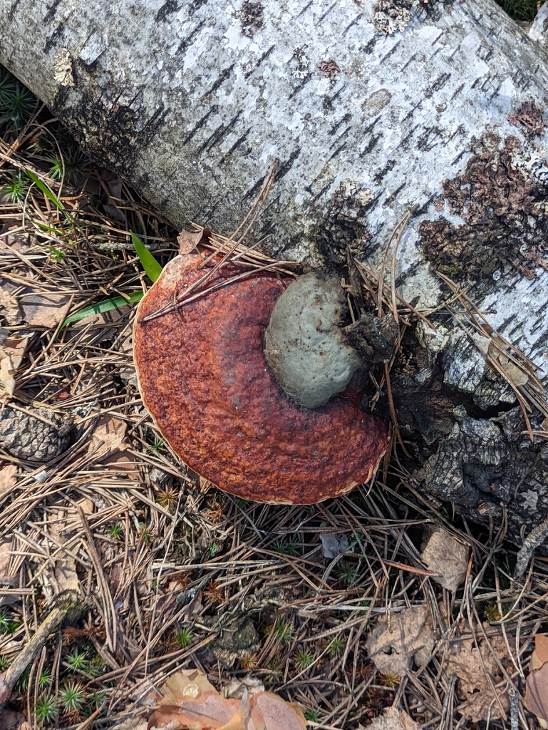 Fomitopsis pinicola · April 2026 · photo: © naturalist57011 (iNaturalist, cc-by)