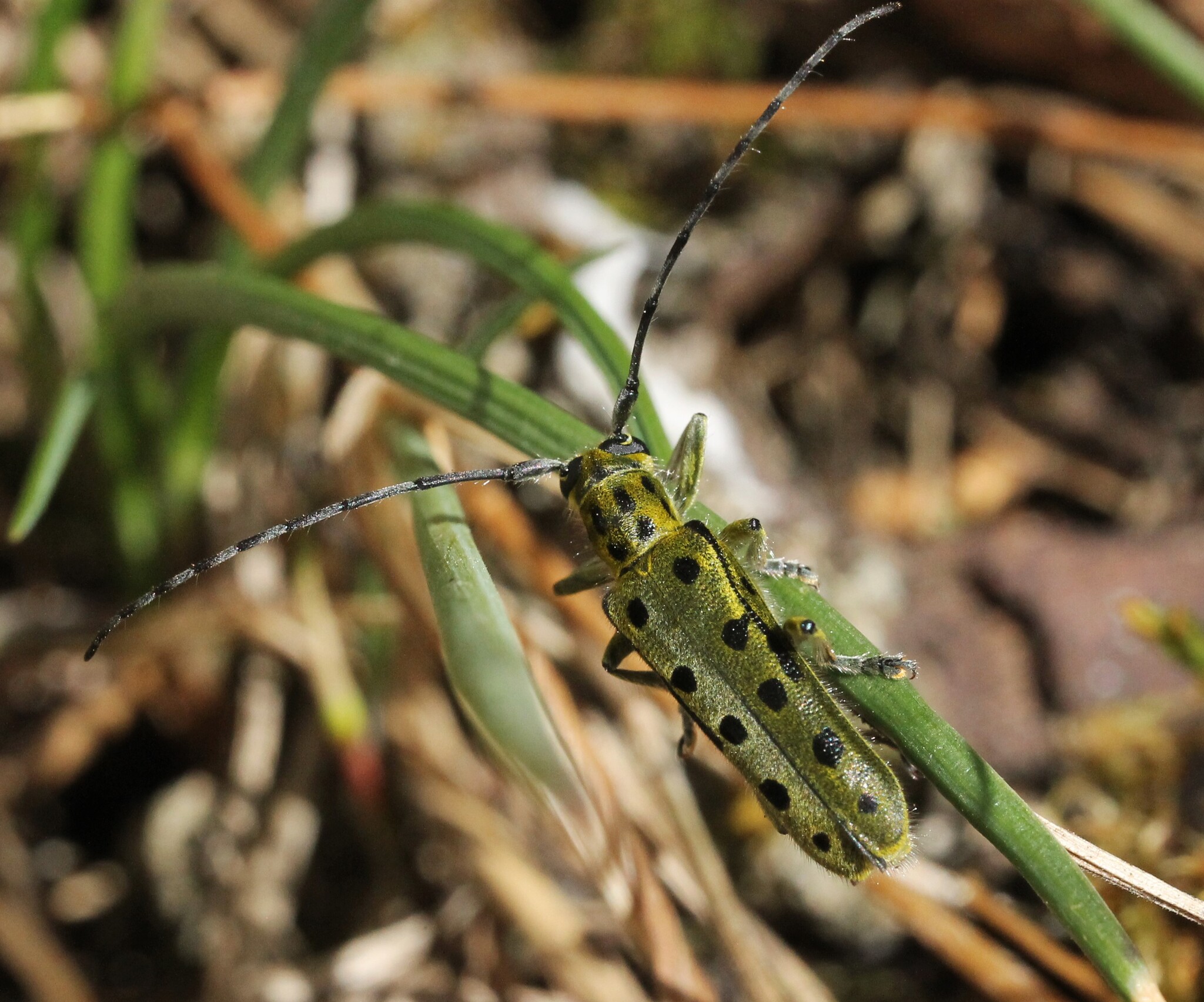 Saperda perforata