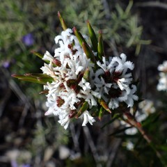 Acrothamnus melaleucoides