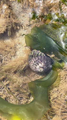 Steromphala umbilicalis
