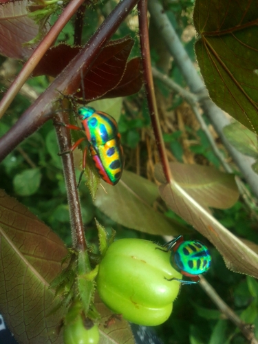 Rainbow Shield Bug