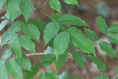 Fraxinus insularis