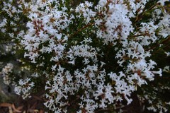 Acrothamnus melaleucoides