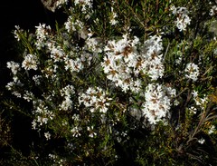 Acrothamnus melaleucoides