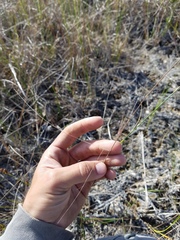 Eragrostis elliottii