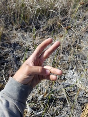 Eragrostis elliottii