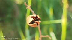 Luehea paniculata, photograph (c) Thomaz Ricardo Favreto Sinani, some rights reserved (CC BY)