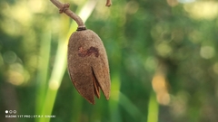 Luehea paniculata, photograph (c) Thomaz Ricardo Favreto Sinani, some rights reserved (CC BY)