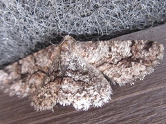 Satoblephara parvularia