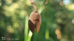 Luehea paniculata, photograph (c) Thomaz Ricardo Favreto Sinani, some rights reserved (CC BY)