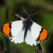 Sara Orangetip - Photo (c) Donna Pomeroy, some rights reserved (CC BY-NC), uploaded by Donna Pomeroy