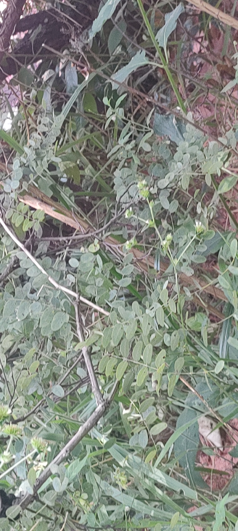 Imagem de Caviúna-do-cerrado