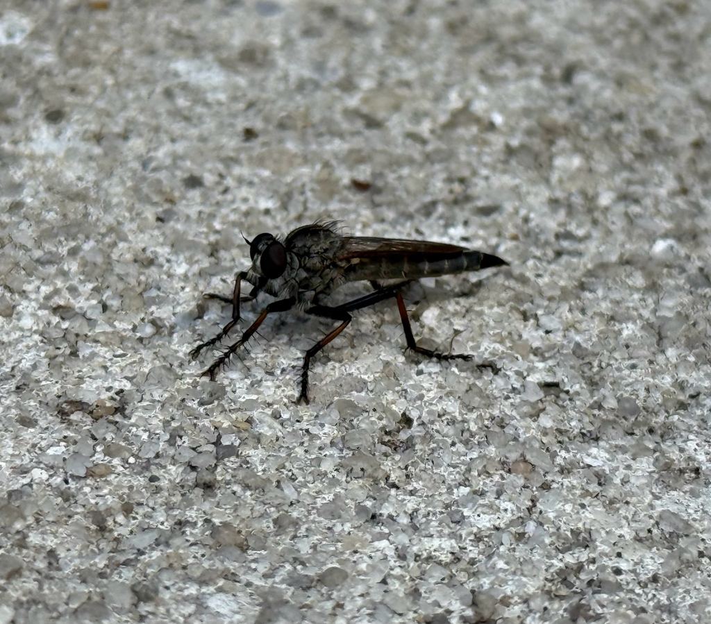 Carolina Bladetail