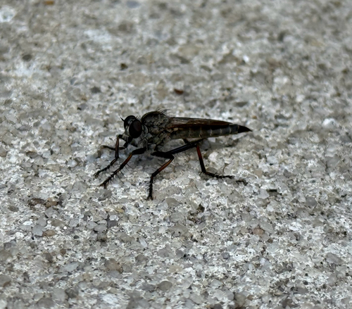 Carolina Bladetail
