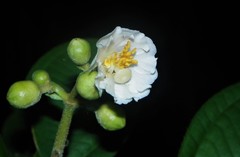 Miconieae