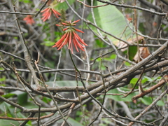 Erythrina