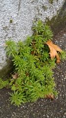 Galium