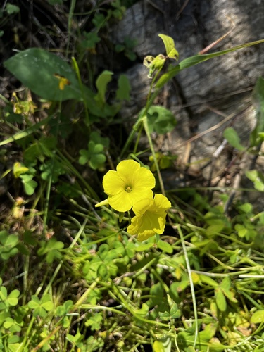 Bermuda buttercup