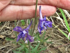 Delphinium carolinianum
