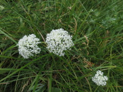 Perideridia parishii latifolia